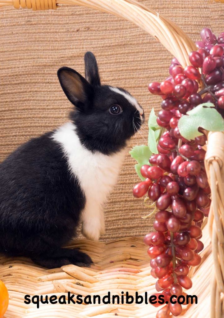 Do Rabbits Eat Grapes A Healthy Eating For Pets Guide