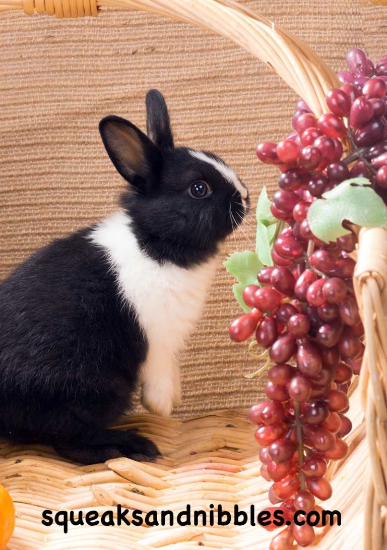 Do Rabbits Eat Grapes A Healthy Eating For Pets Guide