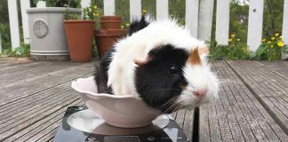 How to weigh my guinea pig?