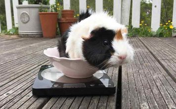 How to weigh my guinea pig?