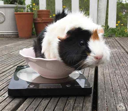 How to weigh my guinea pig?
