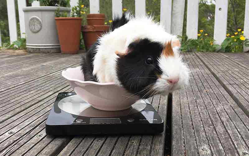 Guinea Pig Weight Age Chart