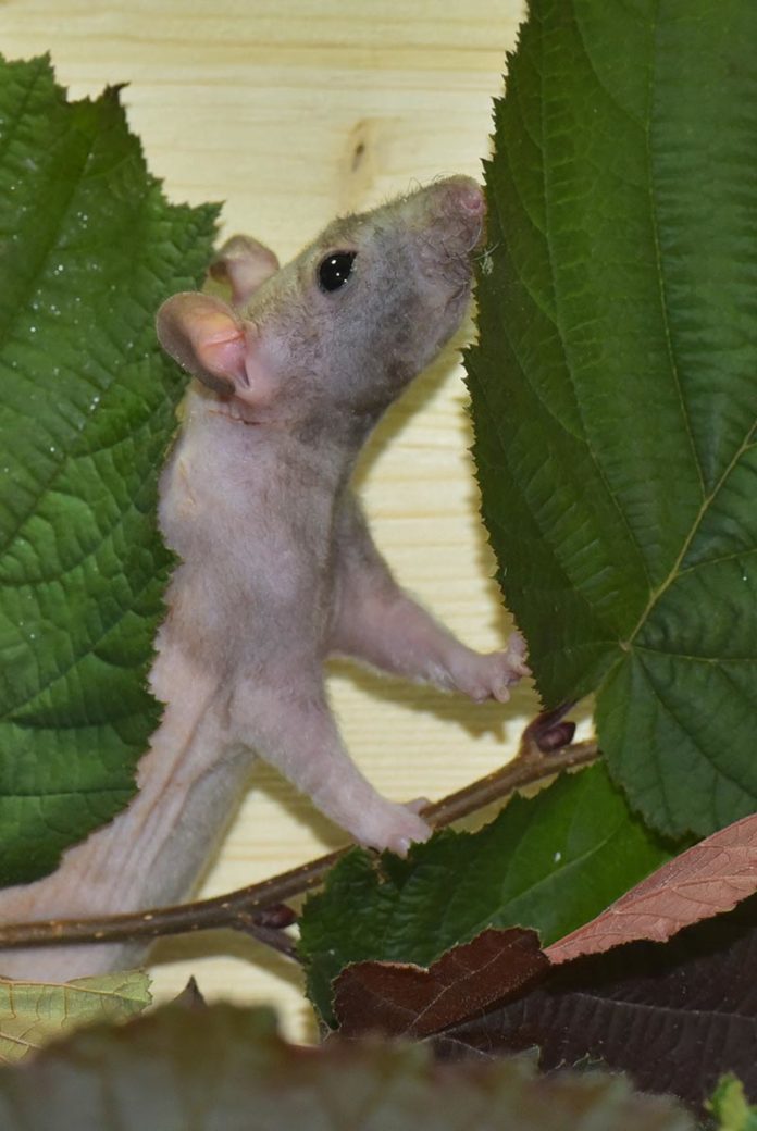 Pet Rat Care Discover How To Care For A Pet Rat