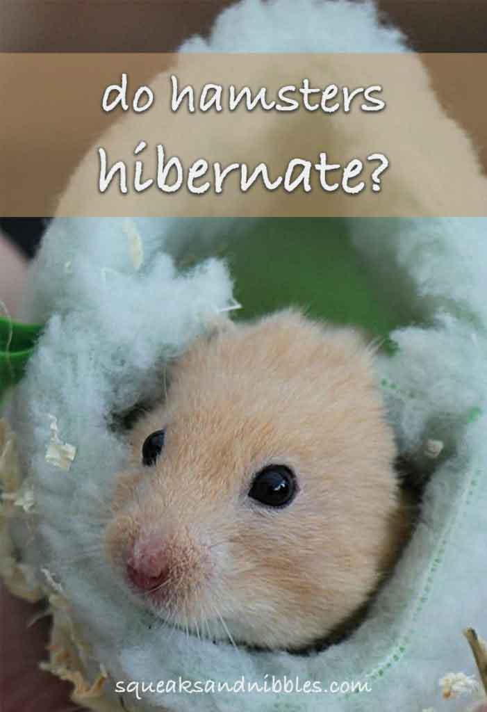 Do Hamsters Hibernate? A Guide To Hamster Hibernation