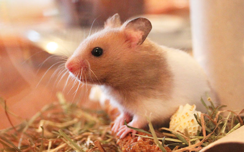 Can Hamsters See In The Dark? Squeaks and Nibbles