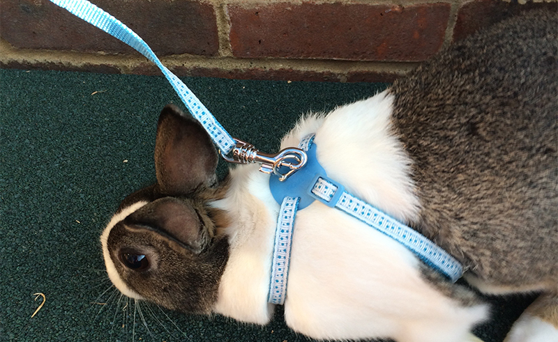 Bunny on a leash - is she happy?