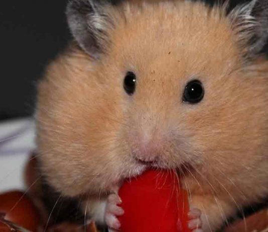 How often should I feed my hamster
