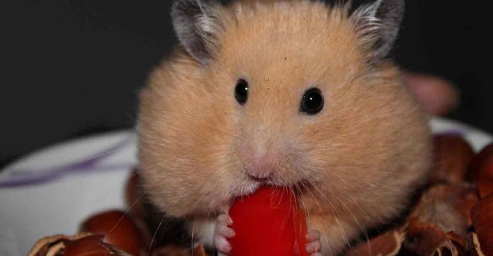 How often should I feed my hamster