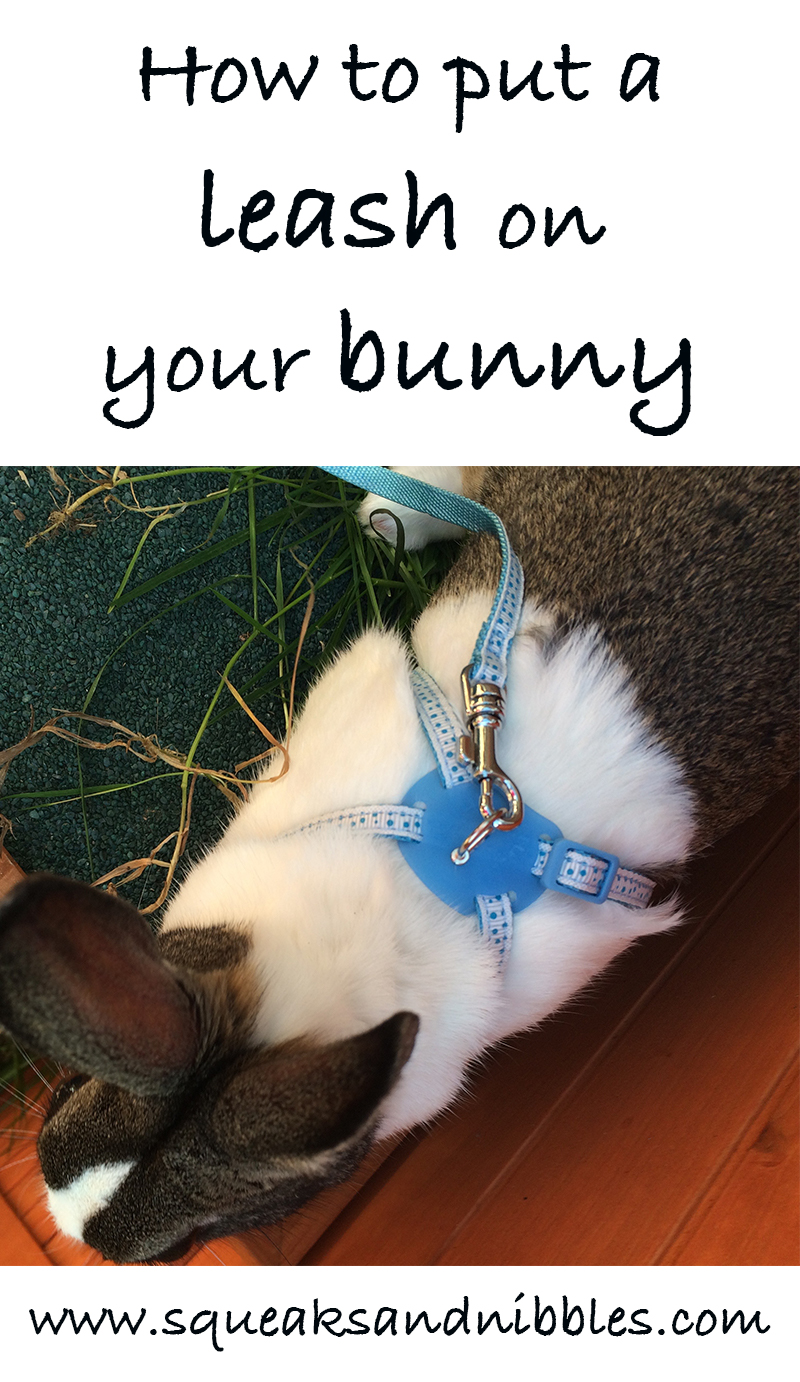 How to put a leash on your bunny - bunny walking!