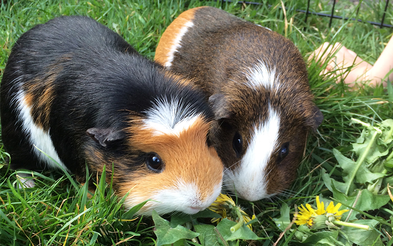 How Long Do Guinea Pigs Live? A Guide To Guinea Pig Lifespan