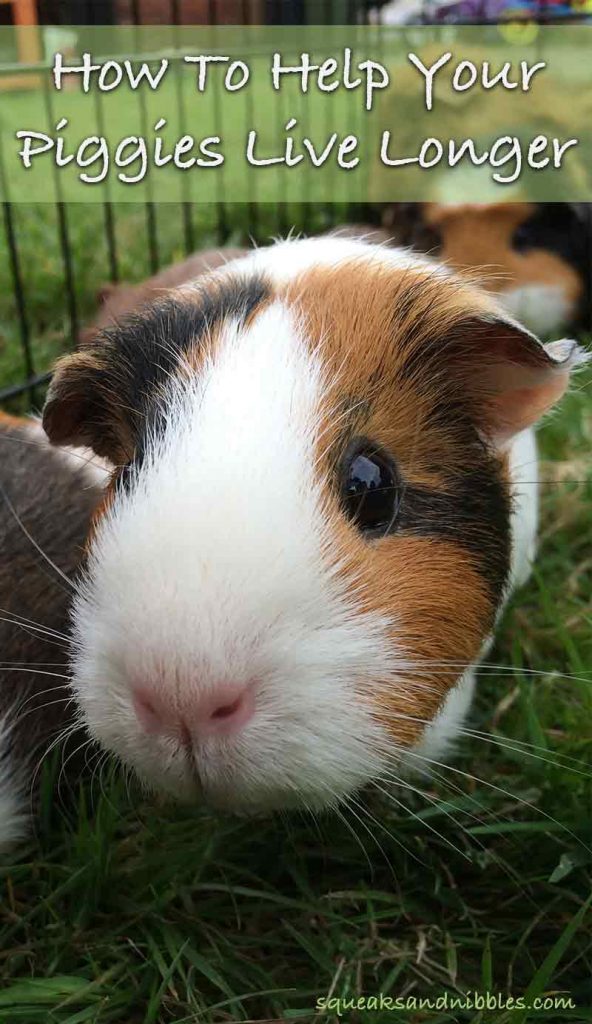 How Long Do Guinea Pigs Live? A Guide To Guinea Pig Life Span