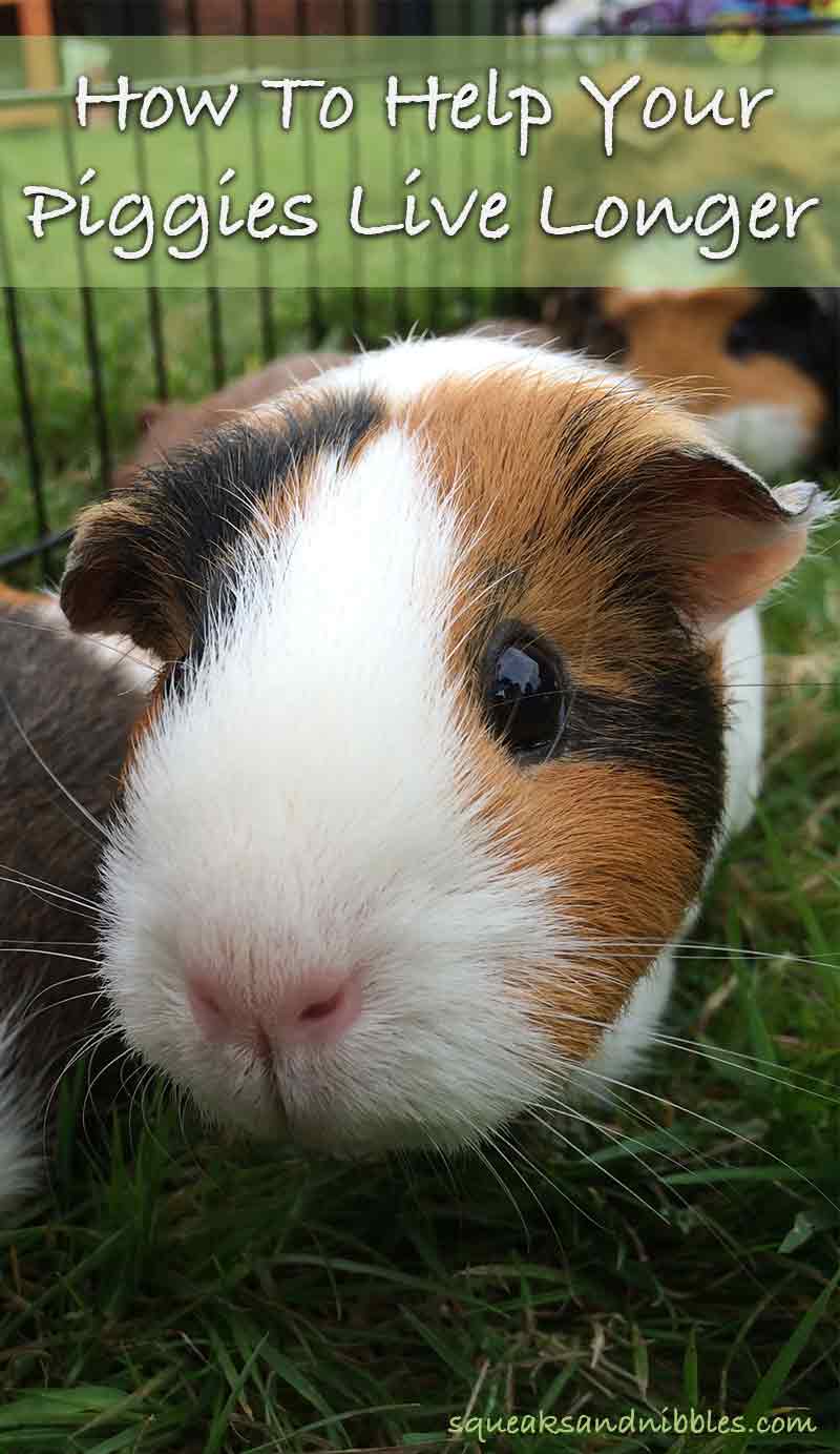 How Long Do Guinea Pigs Live A Guide To Guinea Pig Life Span