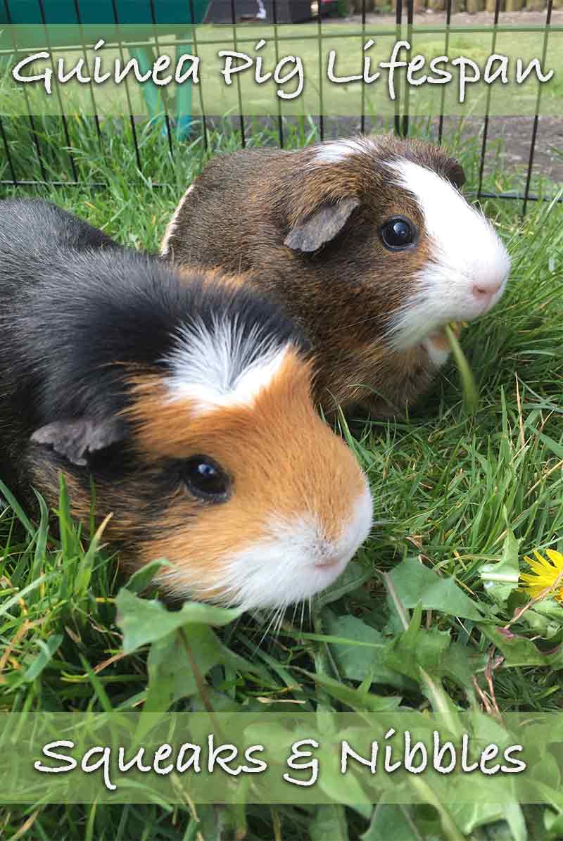 How Long Do Guinea Pigs Live? A Guide To Guinea Pig Lifespan