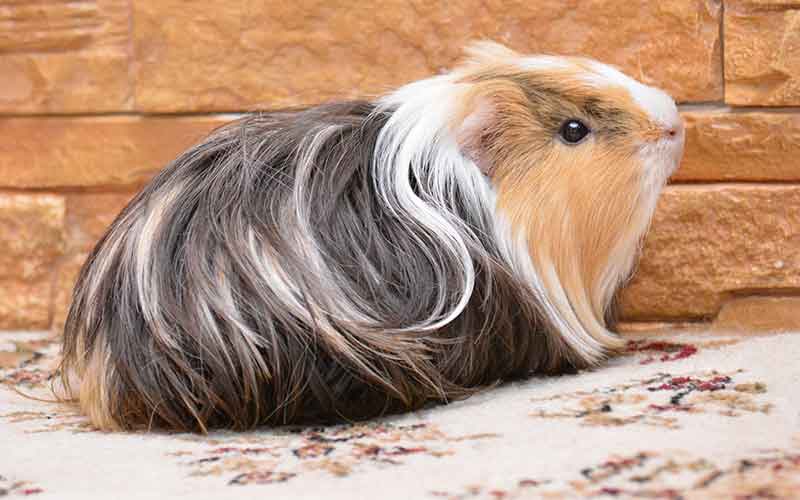 Long Haired Guinea Pig Girl Names. 200 Great Girl Guinea Pig Names