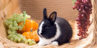 Do rabbits eat grapes? Let's find out