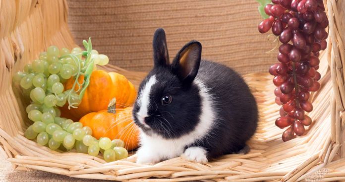 Do rabbits eat grapes? Let's find out
