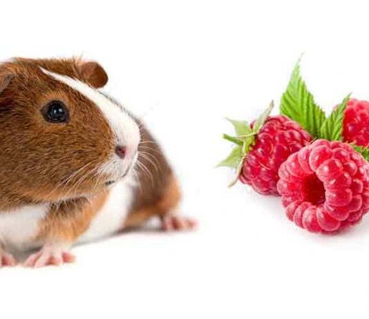 Can Guinea Pigs Eat Raspberries?
