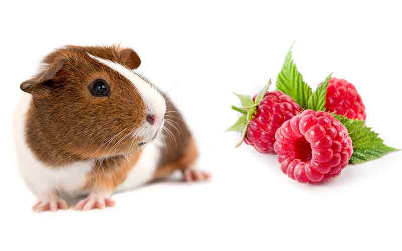 Can Guinea Pigs Eat Raspberries Squeaks And Nibbles.
