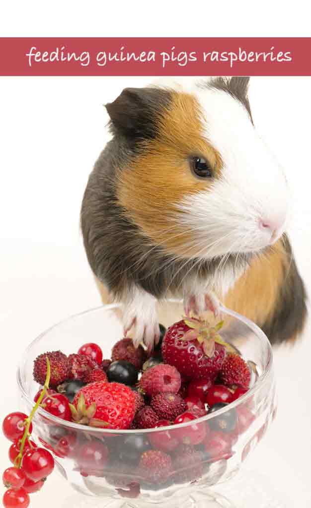 Can Guinea Pigs Eat Raspberries?
