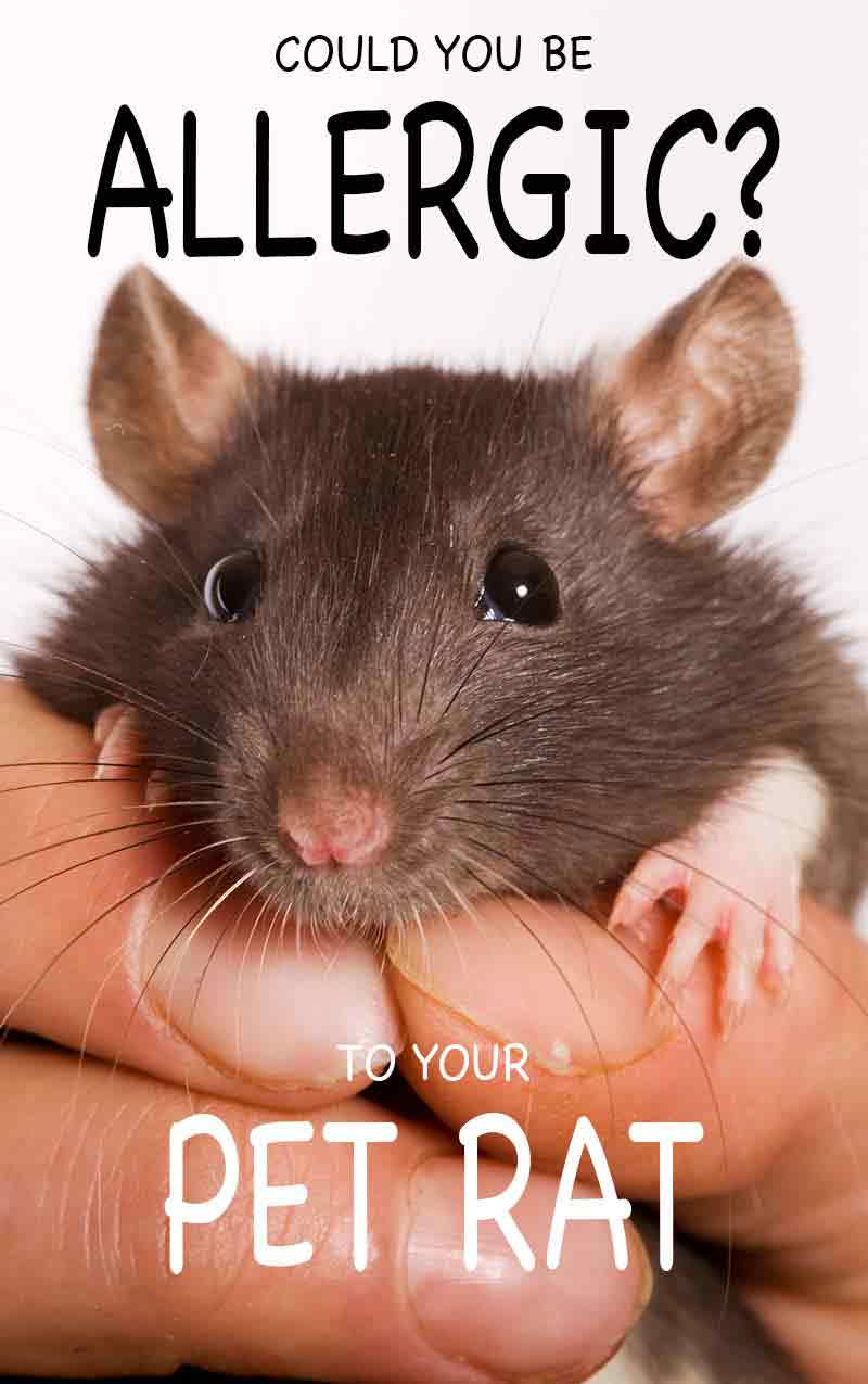 A guide to rat allergies - how to decide if you are allergic to your rat, and what to do about it