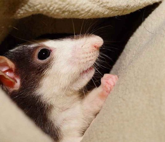 Rat Allergies - Diagnosis and Treatment