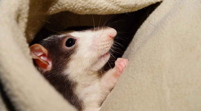 Rattenallergien - Diagnose und Behandlung