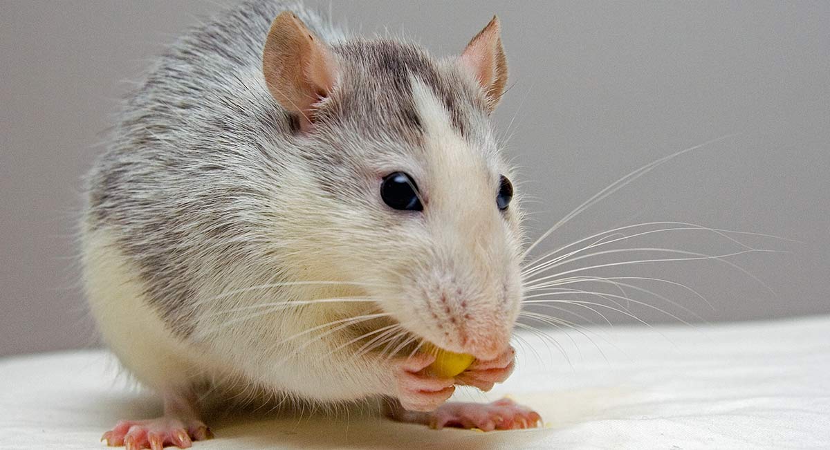fancy rat diet
