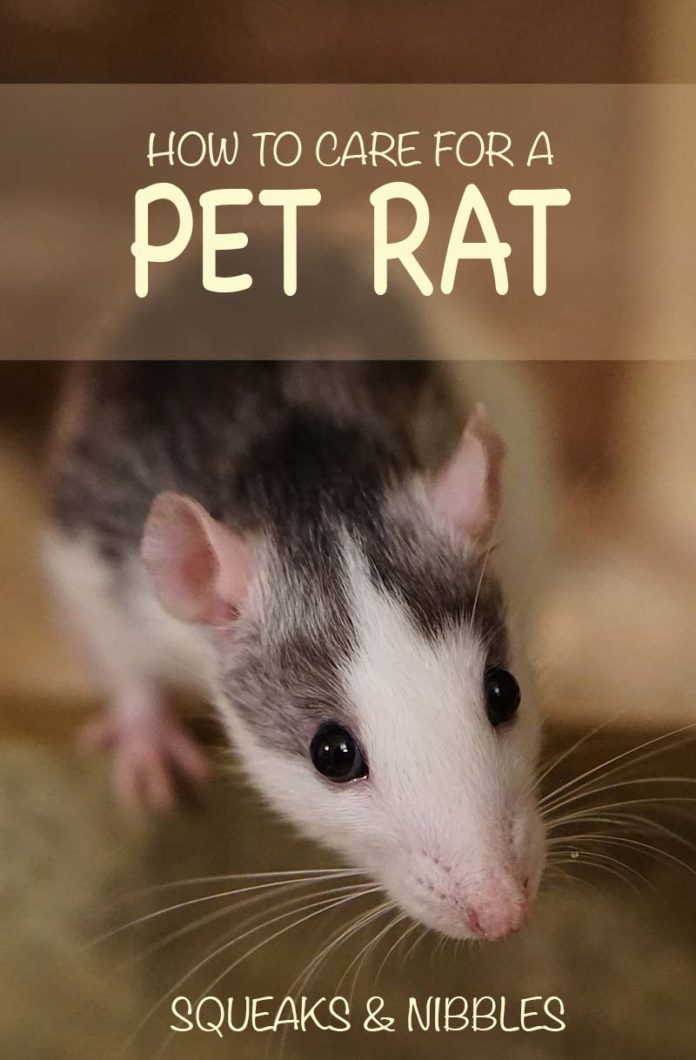 Pet Rat Care - Discover How To Care For A Pet Rat