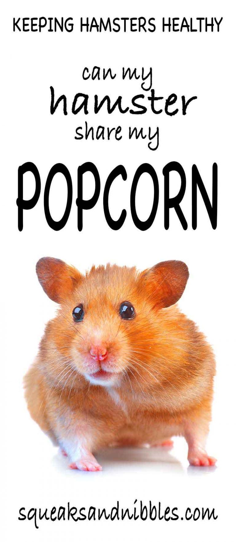 Can Hamsters Eat Popcorn A Complete Guide To Popcorn For Hamsters