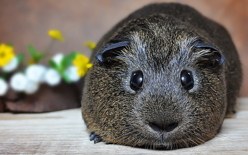 When Do Guinea Pigs Sleep? Squeaks and Nibbles