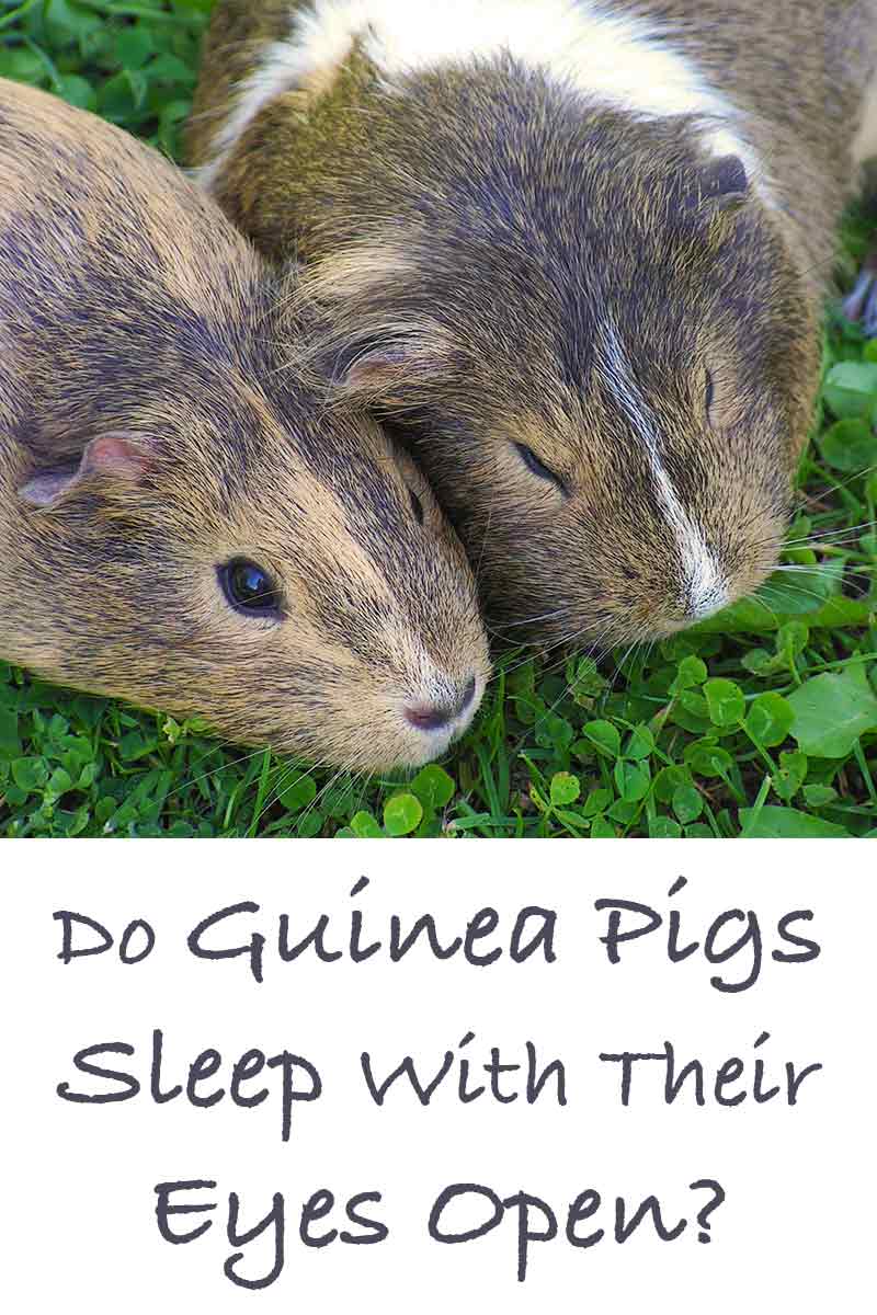 Do Guinea Pigs Sleep With Their Eyes Open?