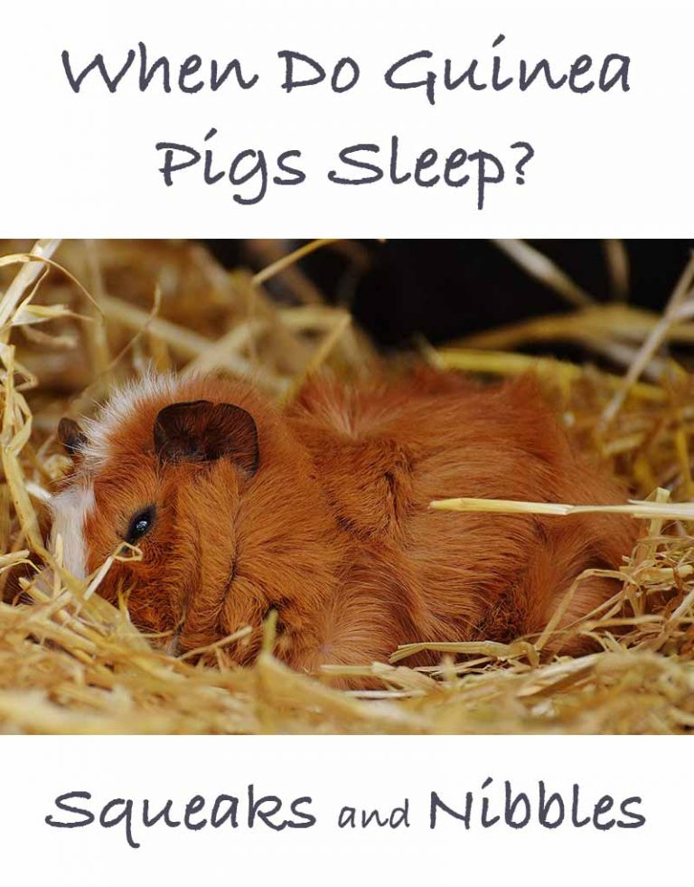 When Do Guinea Pigs Sleep? A Complete Guide To Guinea Pig Sleep