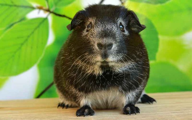 Girl Guinea Pig Names: Over 200 Great Names For Female Guinea Pigs