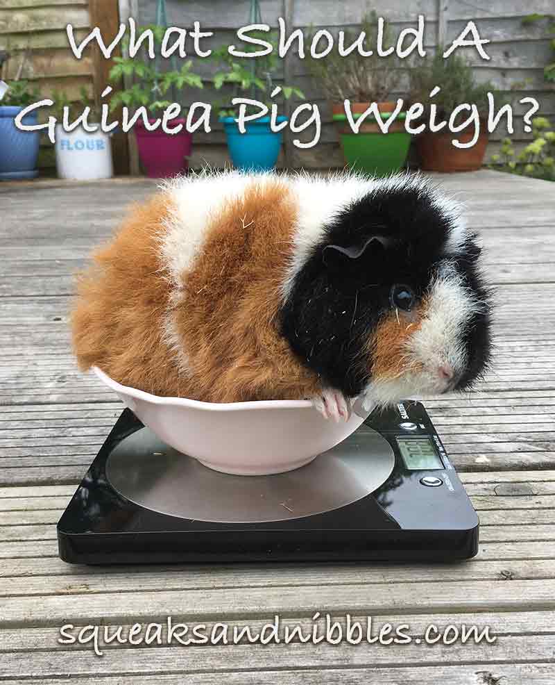 Guinea Pig Weight Chart