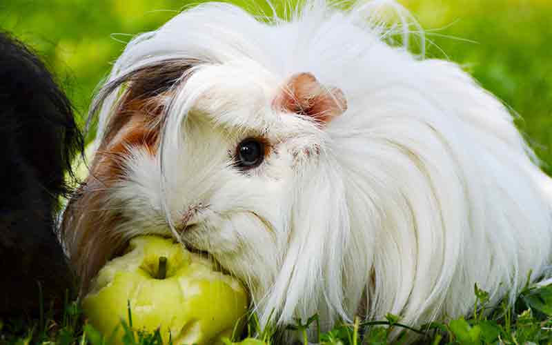 White Guinea Pig Names For Girls. 200 Great Girl Guinea Pig Names