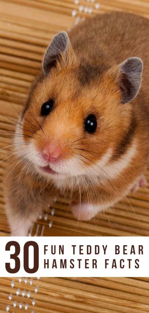 Fancy bear hot sale hamster cost