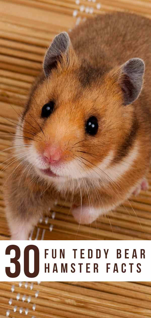 teddy bear hamster