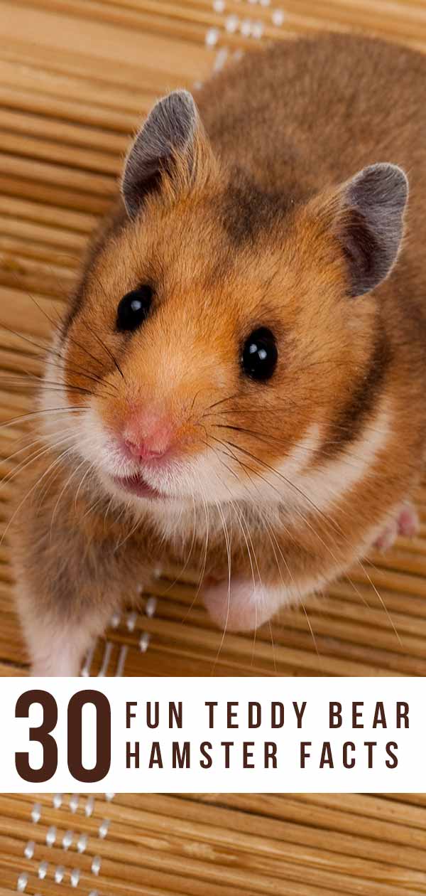 fancy bear hamster