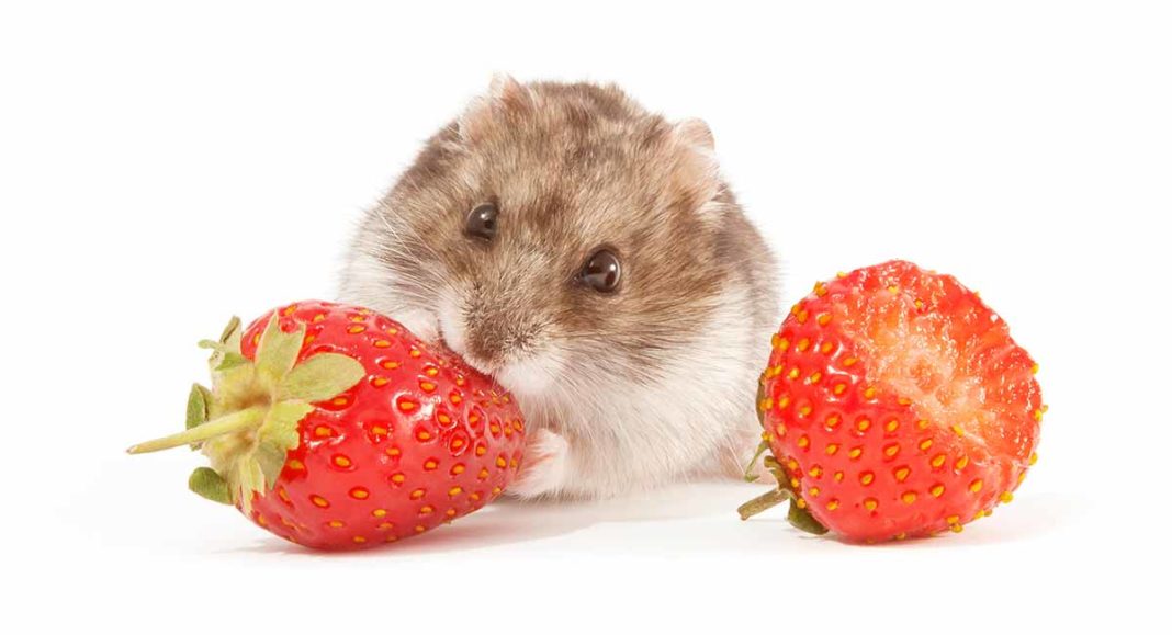 Can Hamsters Eat Strawberries A Guide To Strawberries For Hamsters