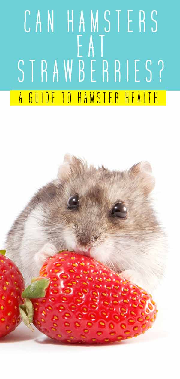 Can Hamsters Eat Strawberries - A Guide To Strawberries For Hamsters