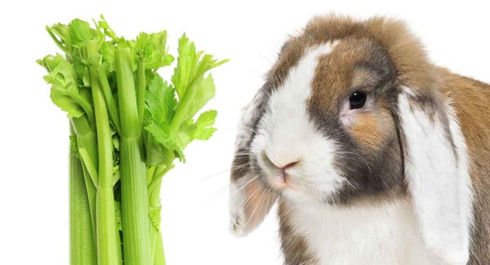 Can rabbits eat celery