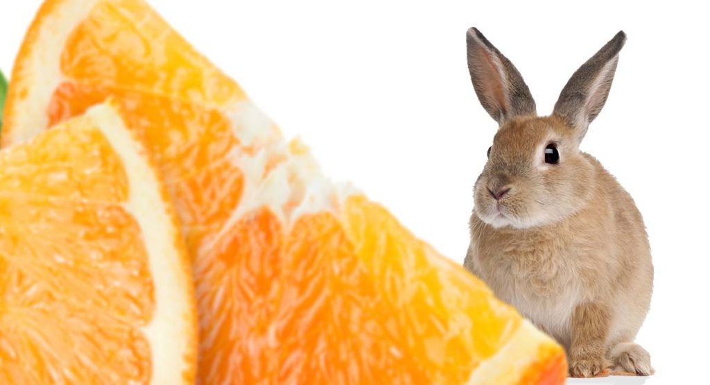 Can Rabbits Eat Oranges A Bunny Food Safety Guide