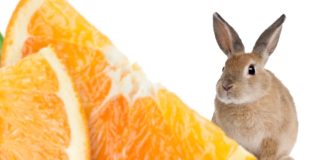 can rabbits eat orange