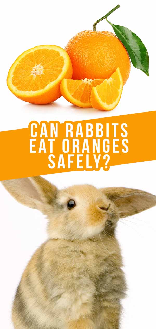 Can Rabbits Eat Oranges 