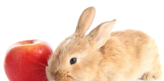 Can You Feed A Rabbit Apples