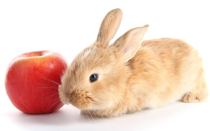 Pouvez-vous nourrir un lapin avec des pommes