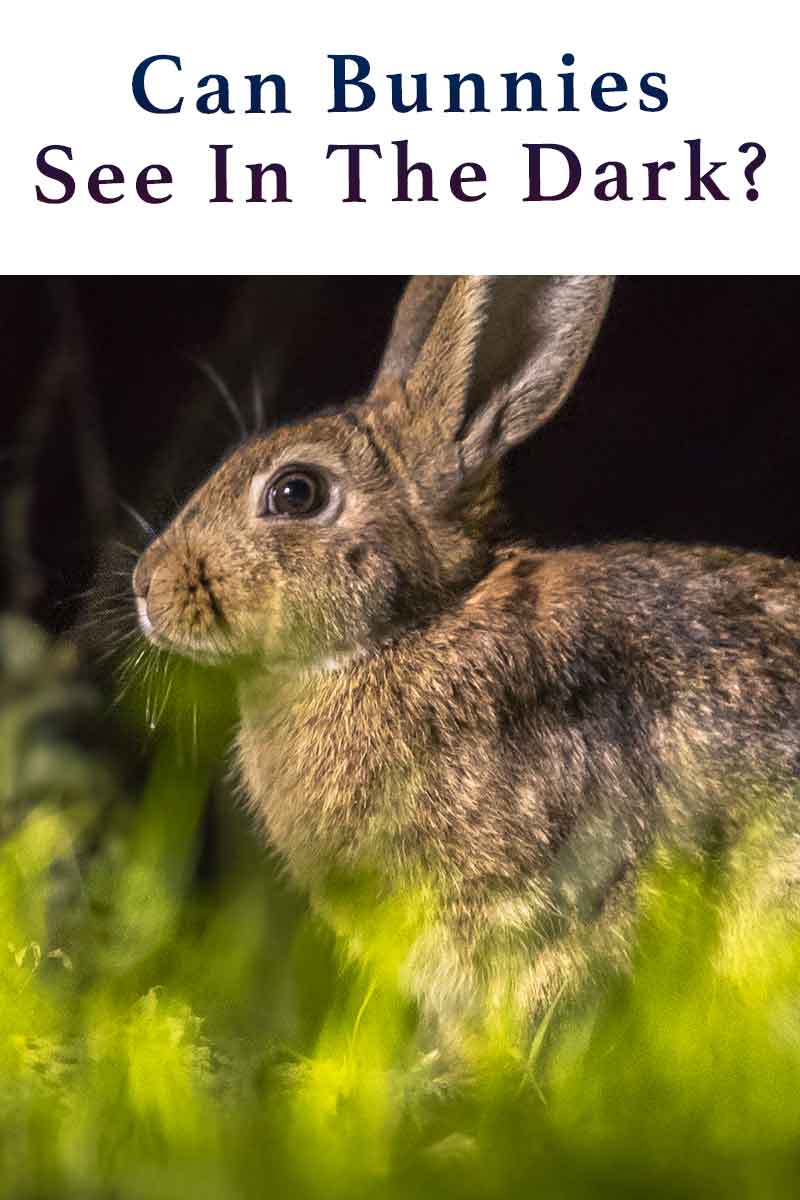 can rabbits see in the dark