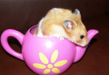 can hamsters drink milk