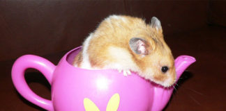 can hamsters drink milk