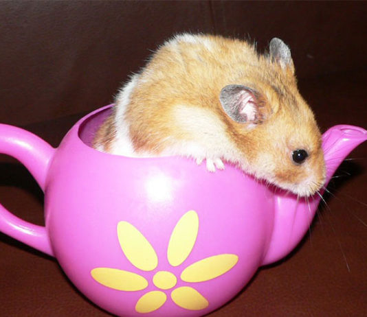 can hamsters drink milk